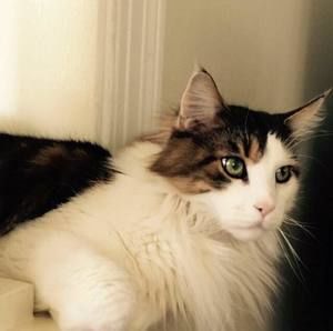 Meet your Posher, Teddy